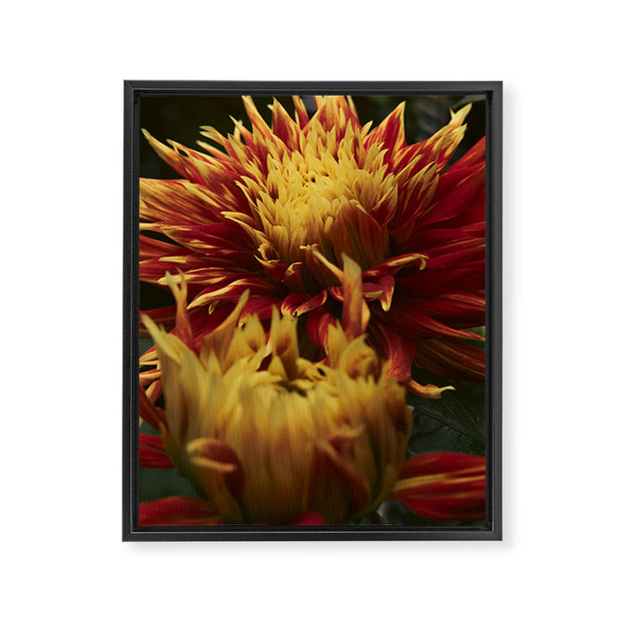 Solar Flare - dahlia photograph botanical art print flowers autumn fall Framed Canvas Print Gallery Image 1