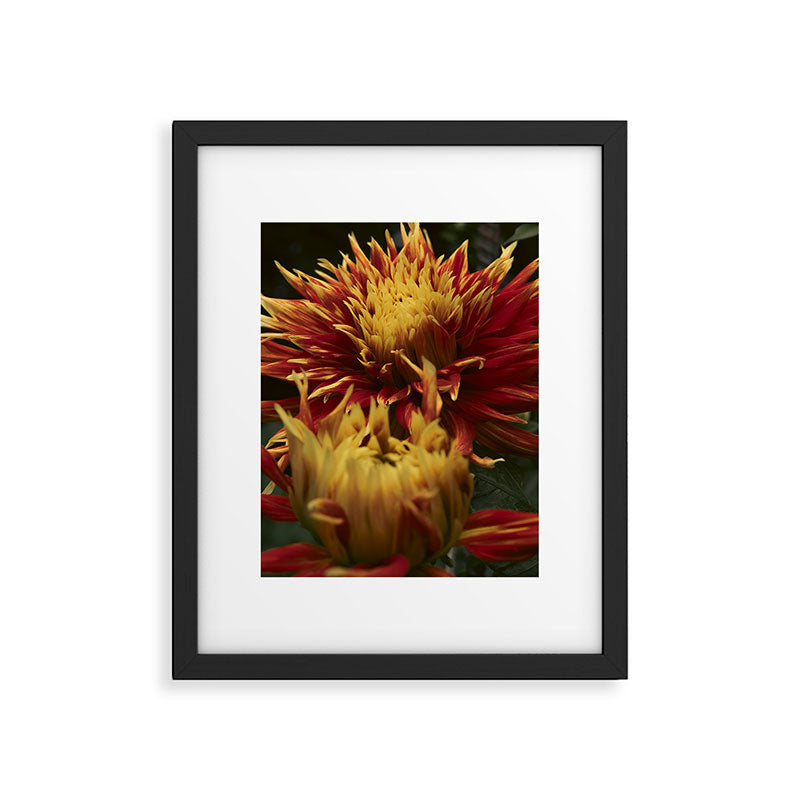 Solar Flare - dahlia photograph botanical art print flowers autumn fall Framed Art Print Gallery Image 5