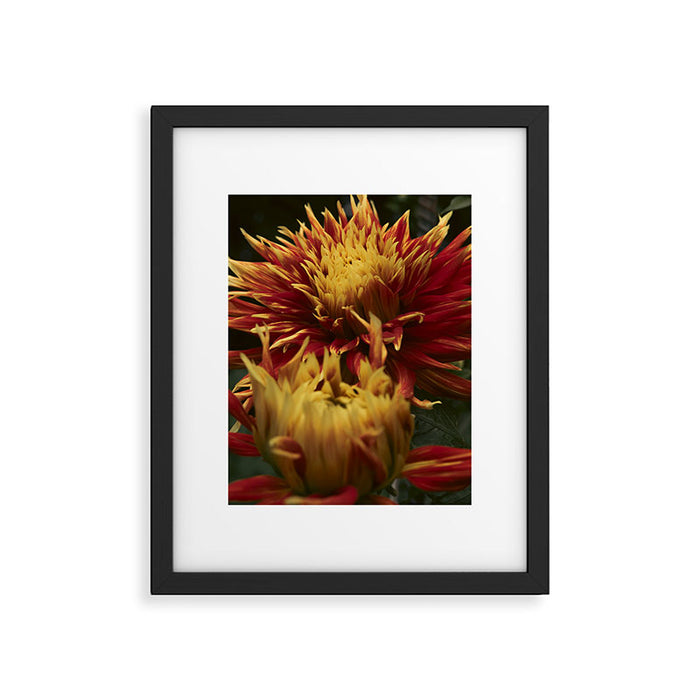 Solar Flare - dahlia photograph botanical art print flowers autumn fall Framed Art Print Gallery Image 1