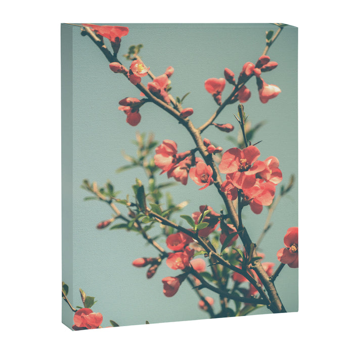 spring photograph 12. - botanical art photograph flower print Canvas Print Gallery Image 1