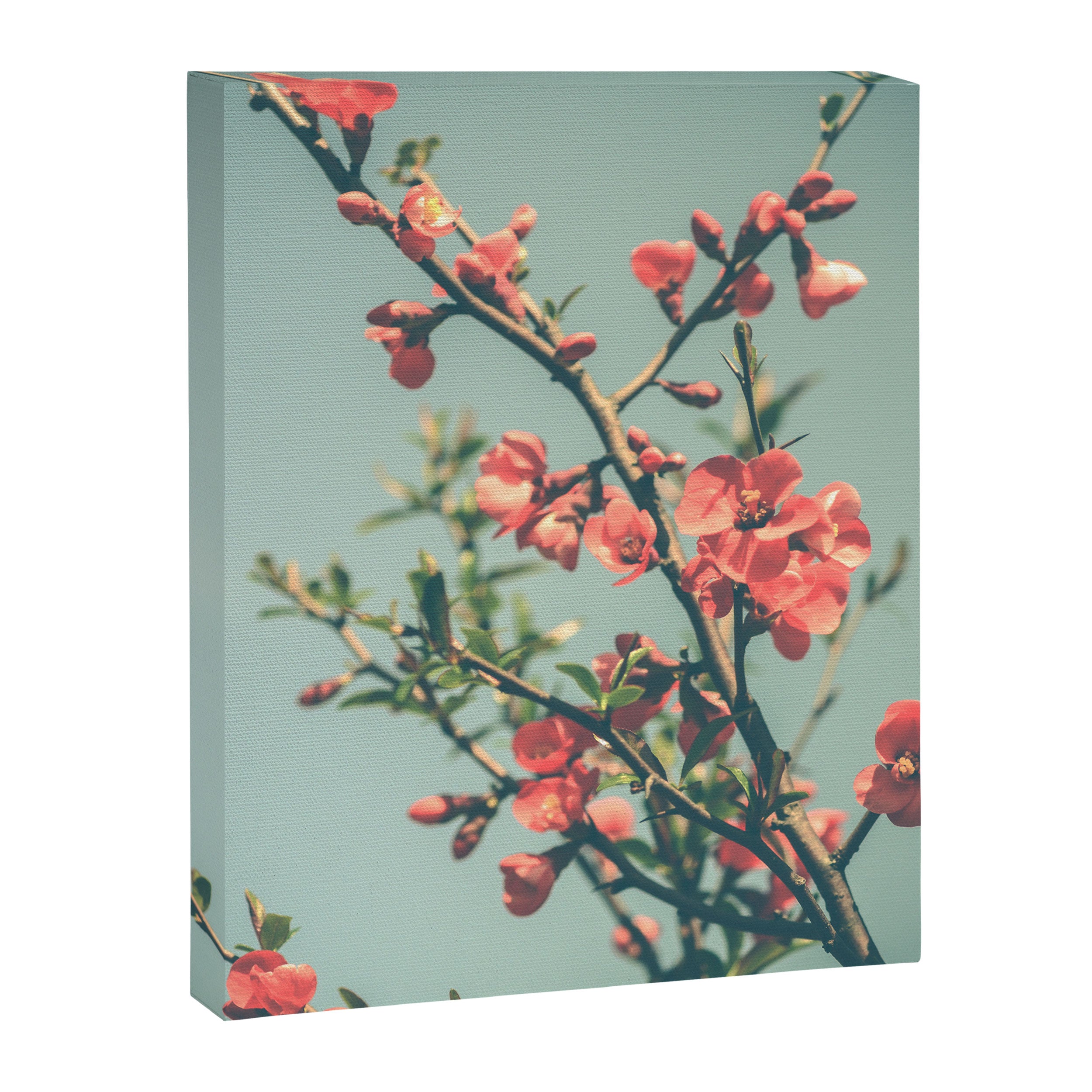 spring photograph 12. - botanical art photograph flower print Canvas Print Gallery Image 6