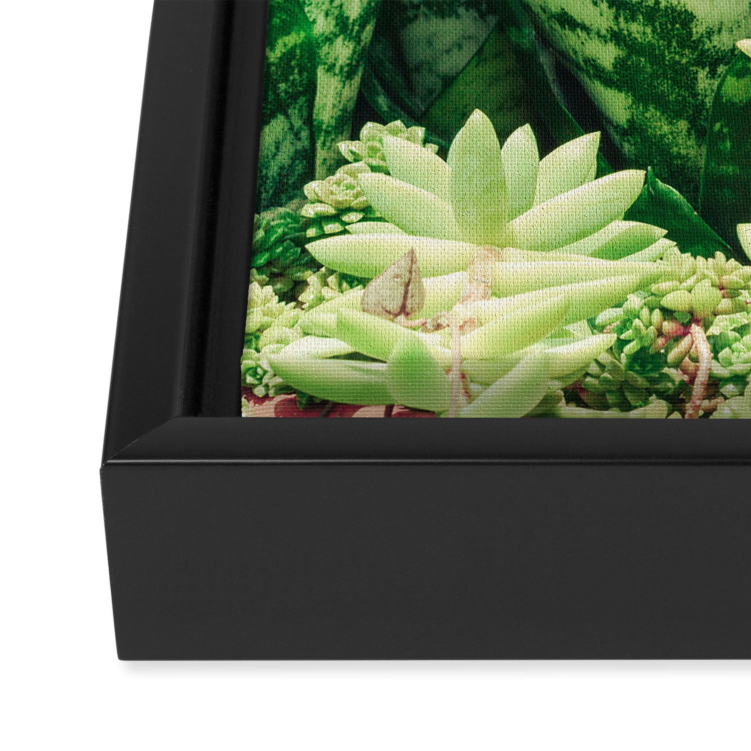 Succulents and Sansevieria houseplant botanical leaf photograph Framed Canvas Print Gallery Image 3