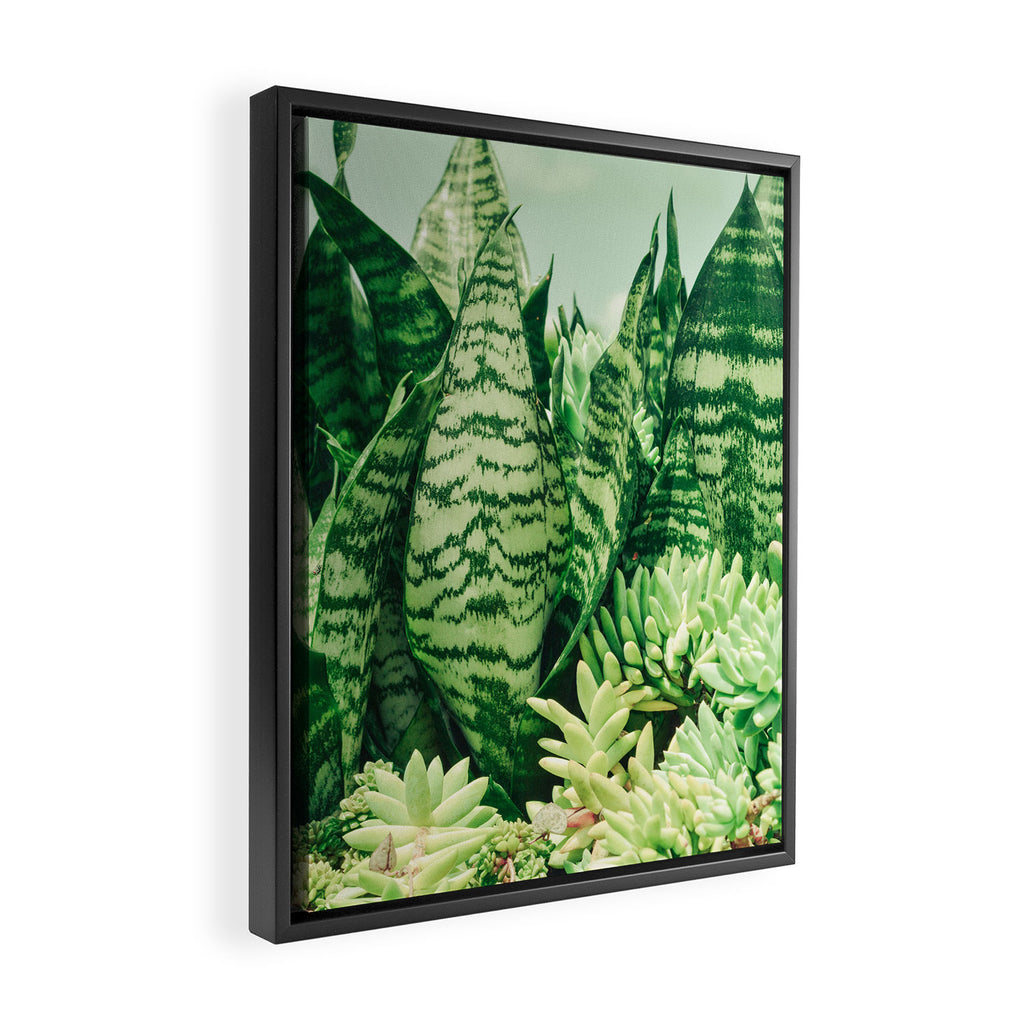 Succulents and Sansevieria houseplant botanical leaf photograph Framed Canvas Print Gallery Image 2