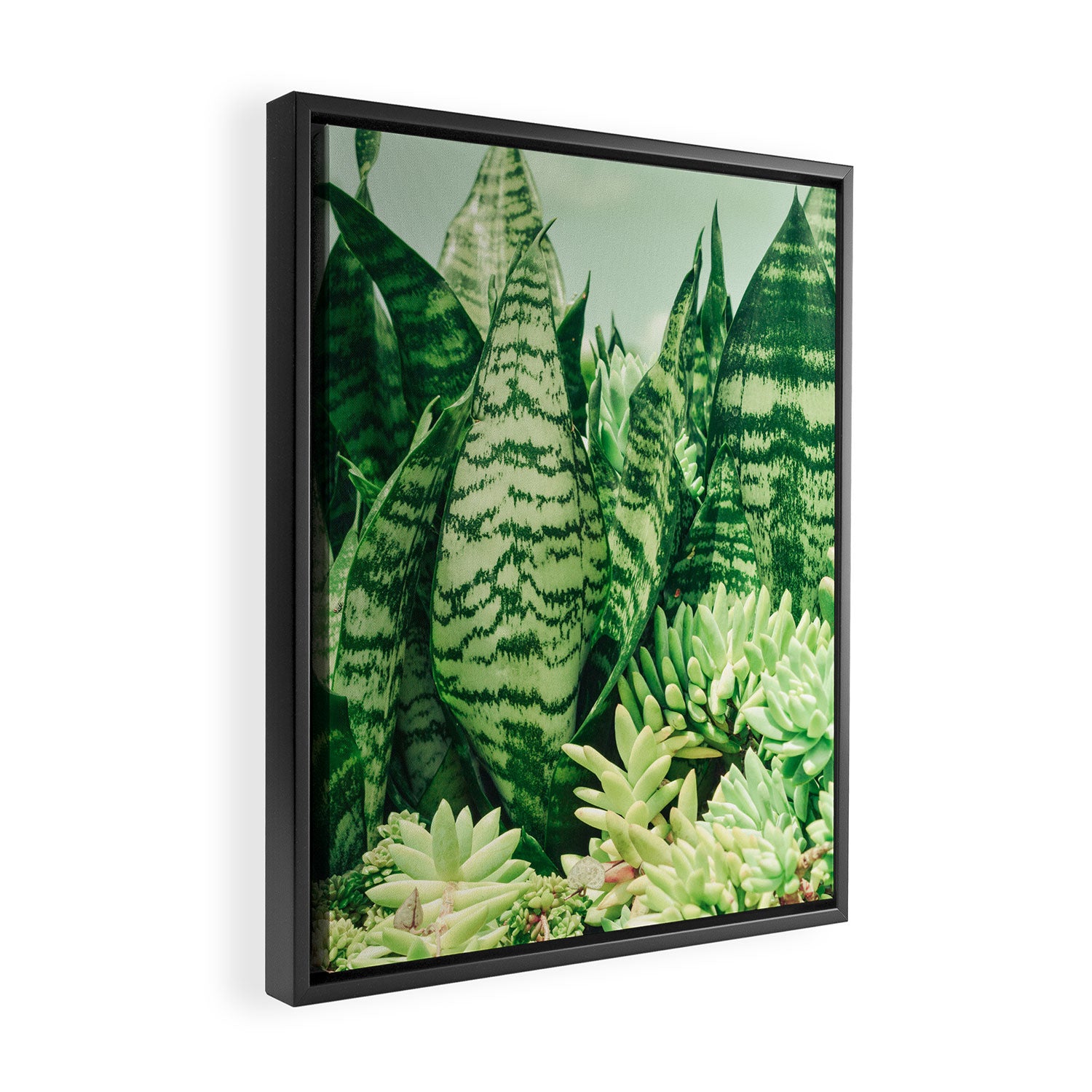 Succulents and Sansevieria houseplant botanical leaf photograph Framed Canvas Print Gallery Image 2