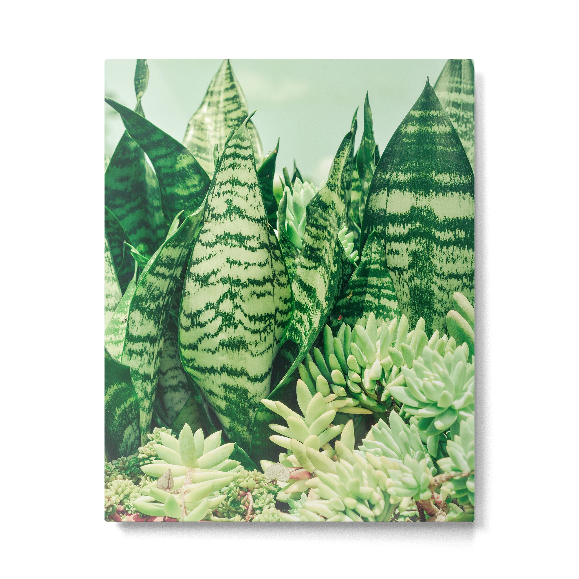 Succulents and Sansevieria houseplant botanical leaf photograph Metal Print Gallery Image 4