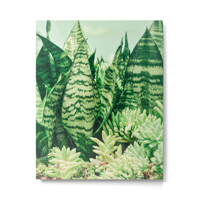 Succulents and Sansevieria houseplant botanical leaf photograph Metal Print Gallery Image 1