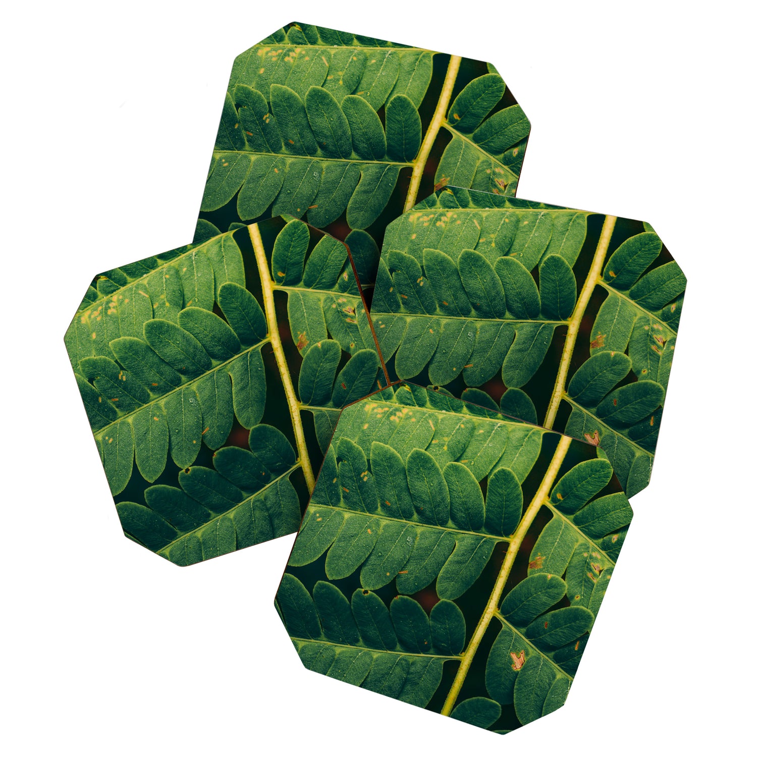 Summer Fern Detail Coaster Gallery Image 1