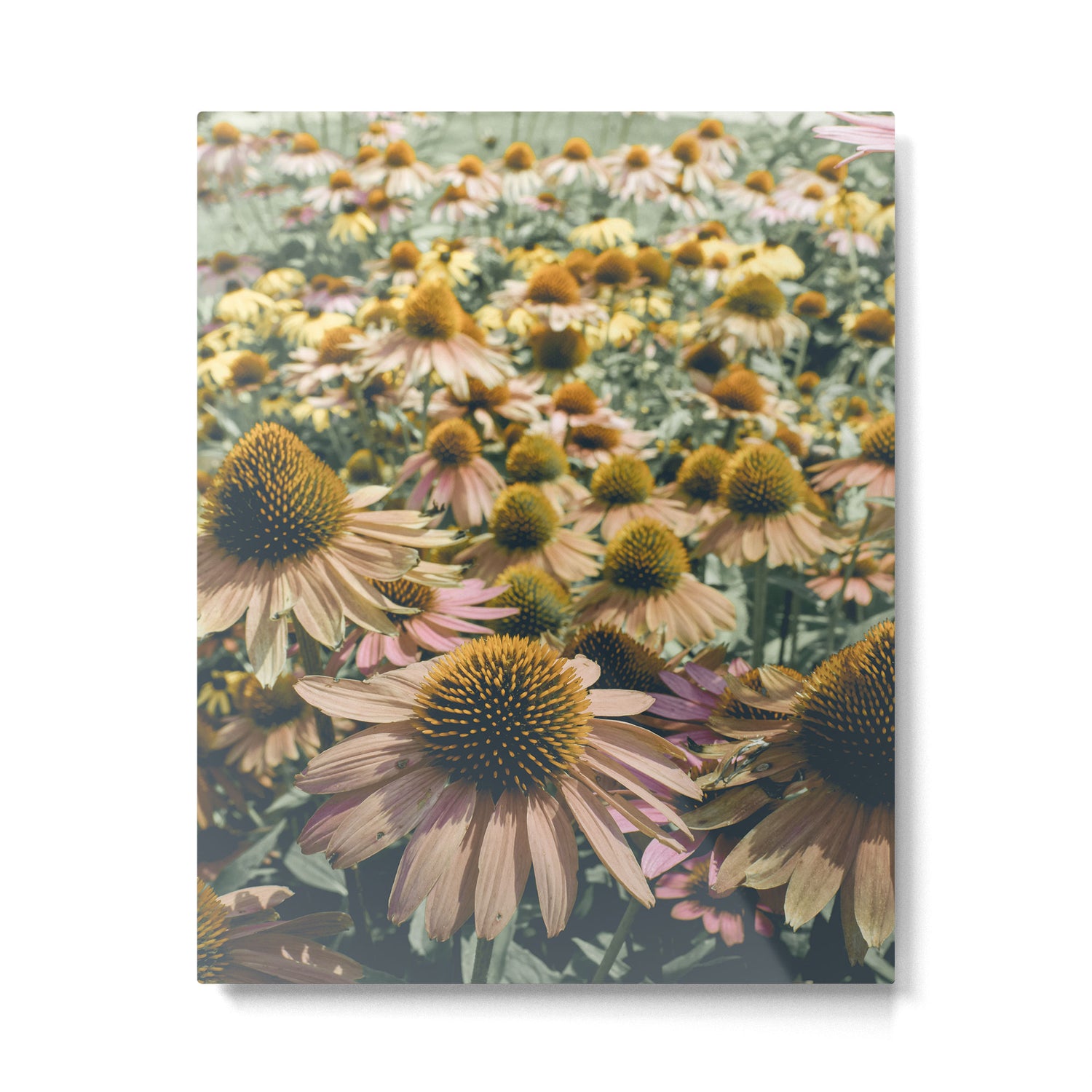 Summer in Full Bloom Metal Print Gallery Image 4