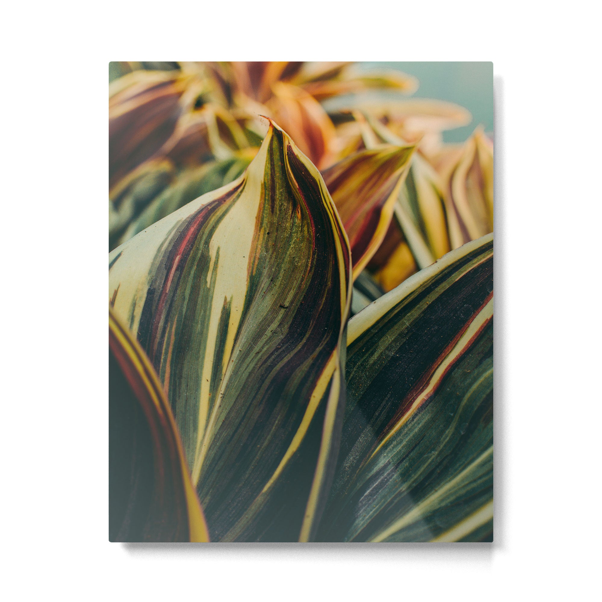 Summer Leaves Metal Print Gallery Image 4