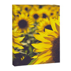 Summer Sunflower Love - boho flower photography Canvas Print Gallery Image 6