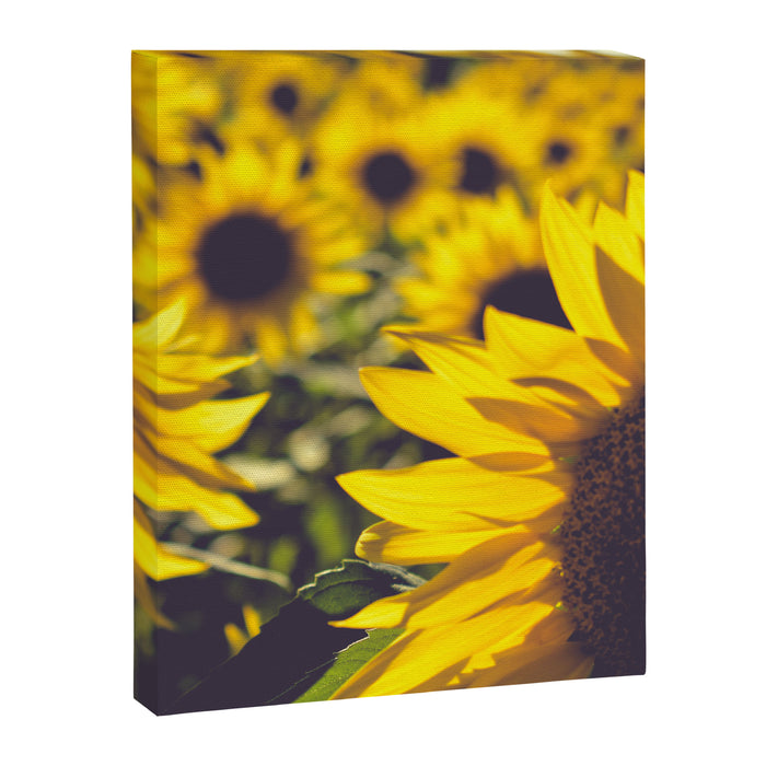 Summer Sunflower Love - boho flower photography Canvas Print Gallery Image 1