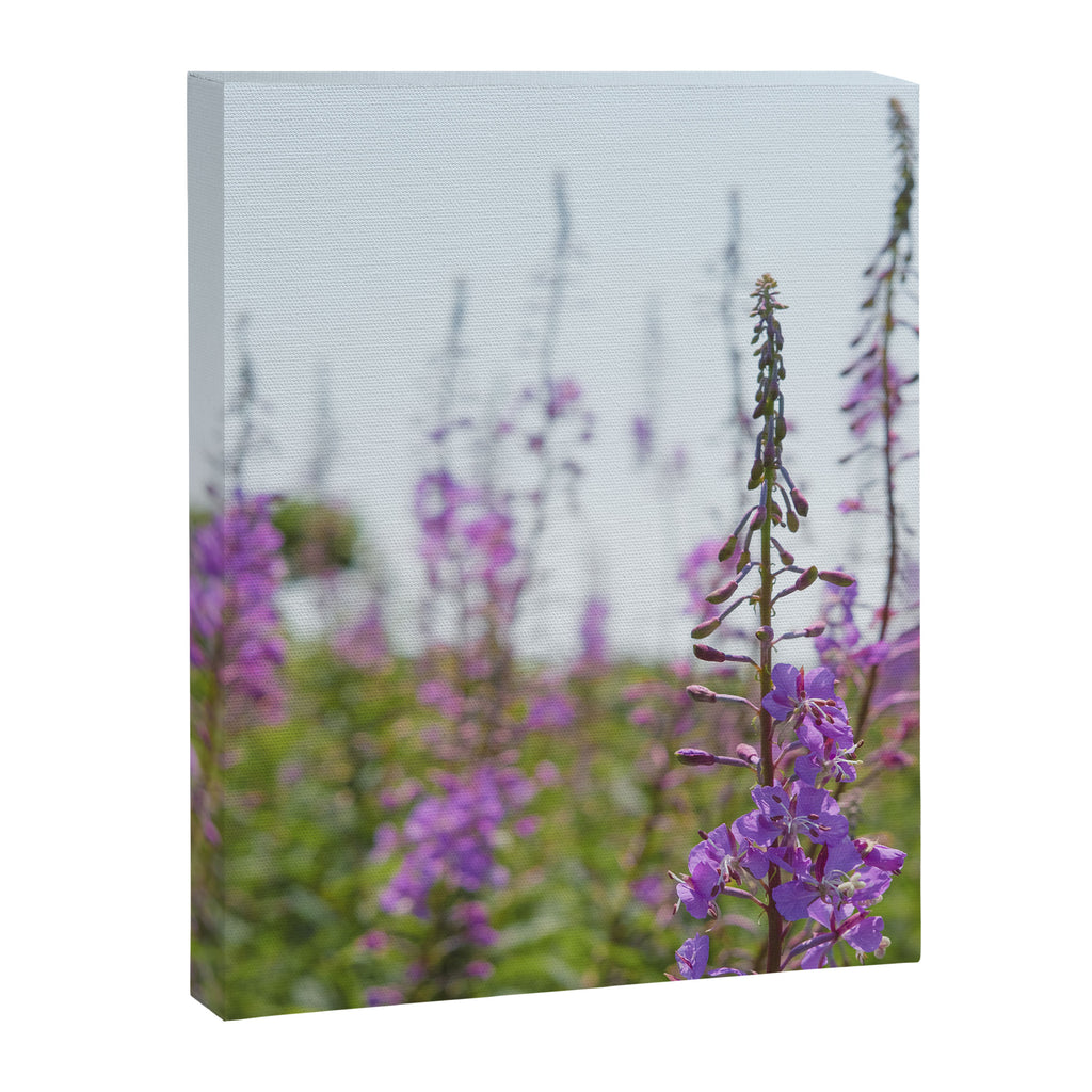 summer wildflowers no. 2 - botanical photograph maine flowers Canvas Print Gallery Image 6