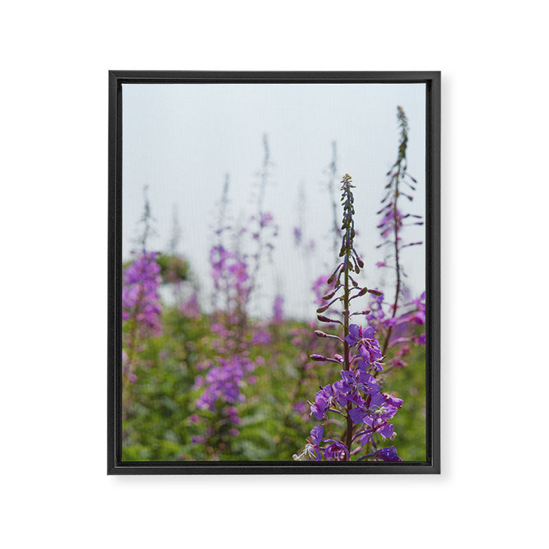 summer wildflowers no. 2 - botanical photograph maine flowers Framed Canvas Print Gallery Image 6