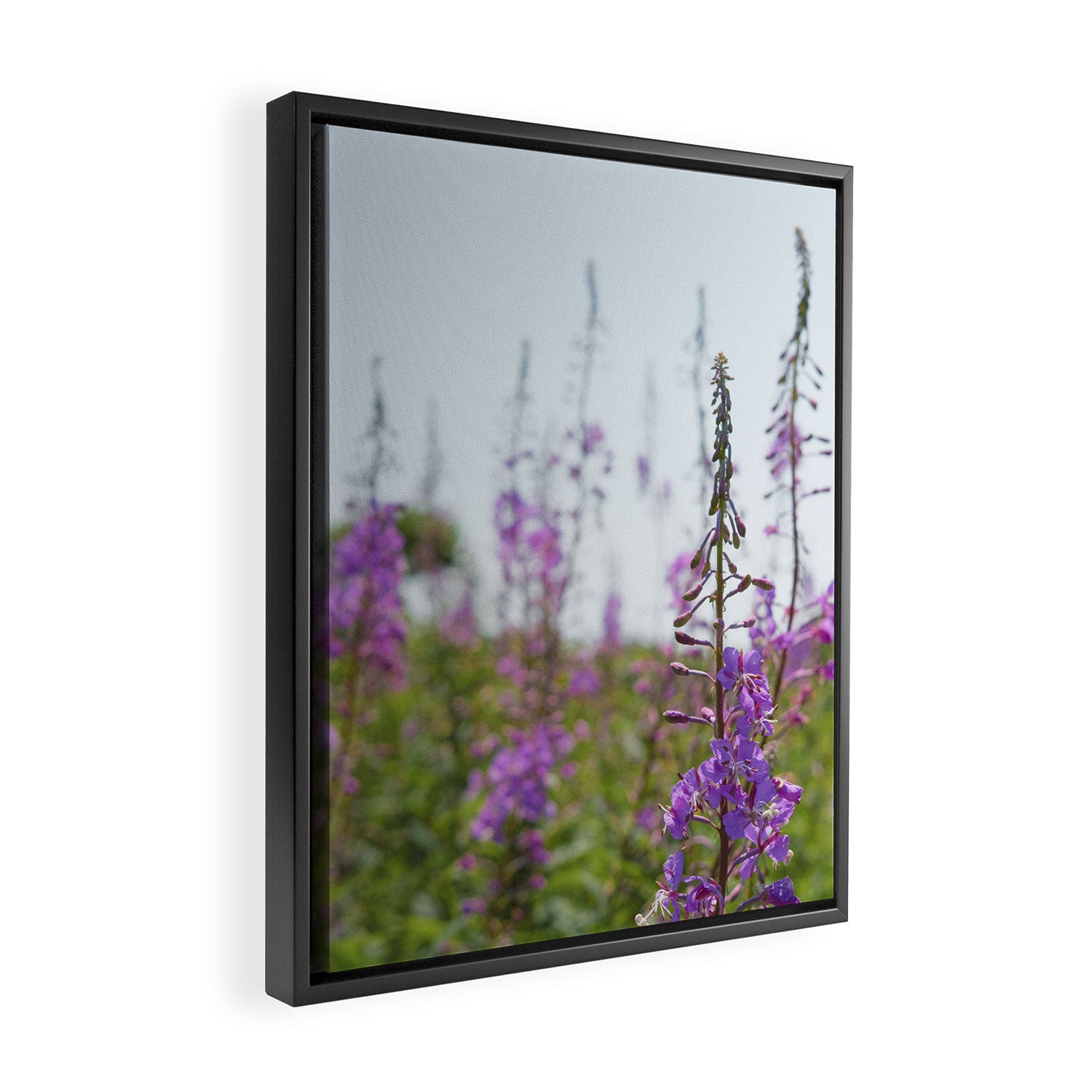 summer wildflowers no. 2 - botanical photograph maine flowers Framed Canvas Print Gallery Image 2
