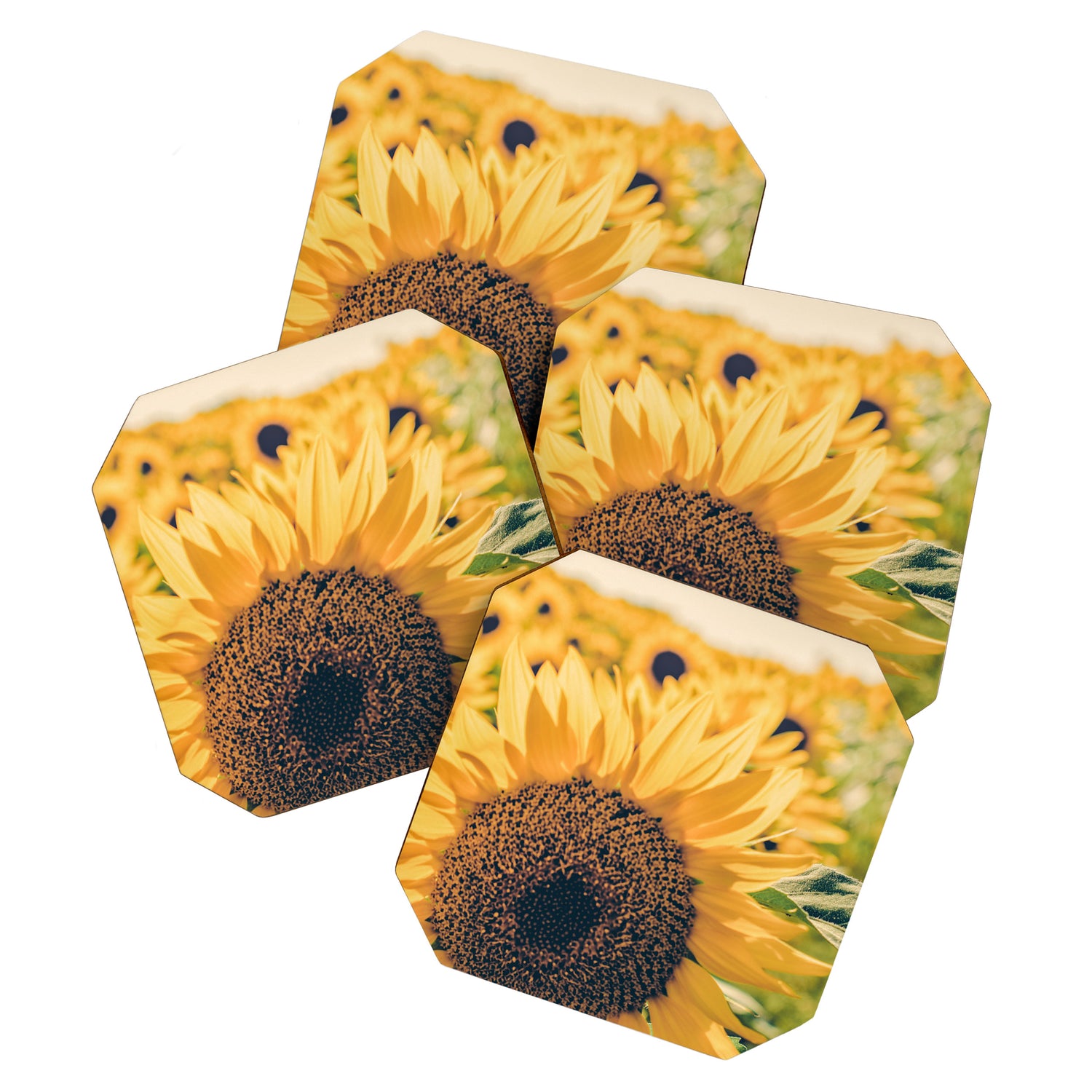 Sunflower Field Coaster Gallery Image 1