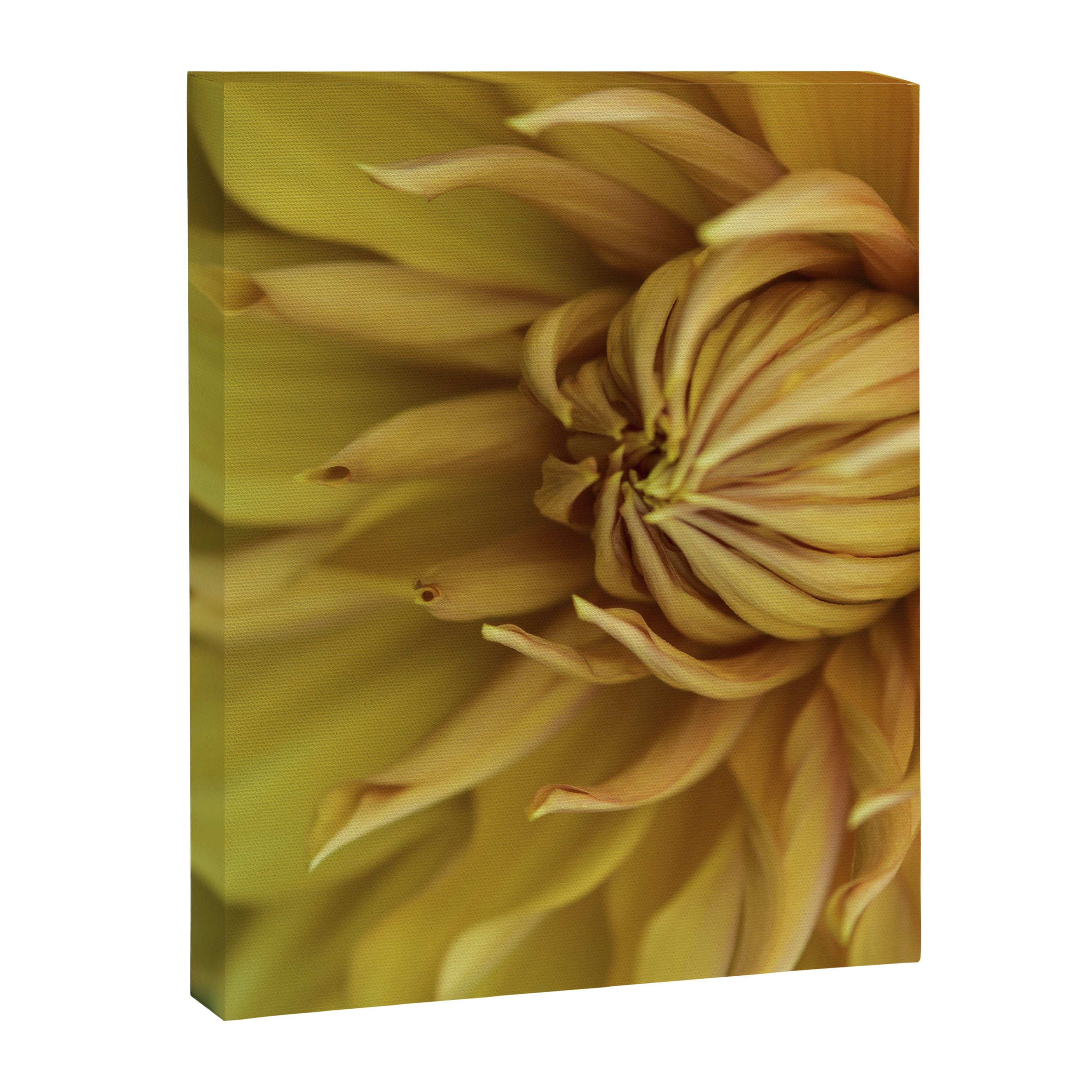 Sunny Disposition x Yellow Dahlia flower botanical photograph Canvas Print Gallery Image 6