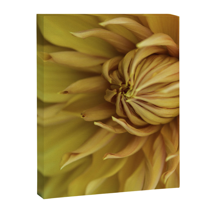Sunny Disposition x Yellow Dahlia flower botanical photograph Canvas Print Gallery Image 1