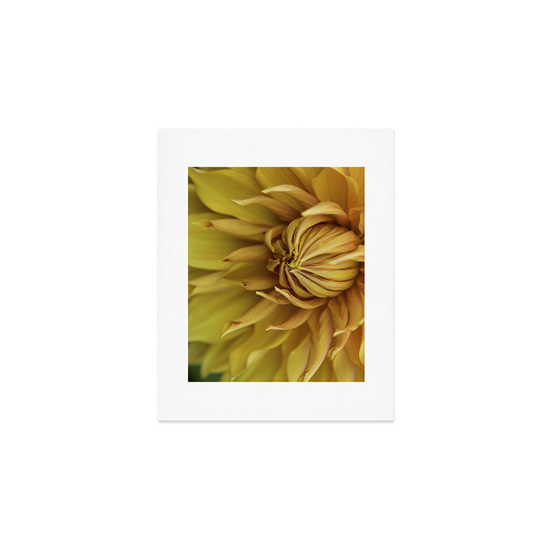 Sunny Disposition x Yellow Dahlia flower botanical photograph Art Print Gallery Image 1
