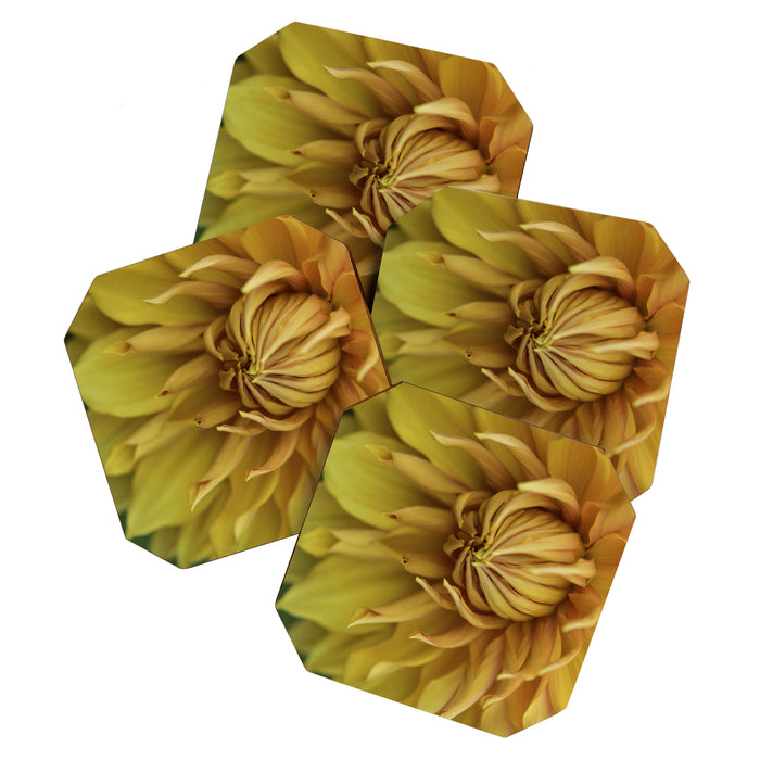 Sunny Disposition x Yellow Dahlia flower botanical photograph Coaster Gallery Image 1