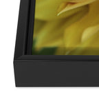 Sunny Disposition x Yellow Dahlia flower botanical photograph Framed Canvas Print Gallery Image 3