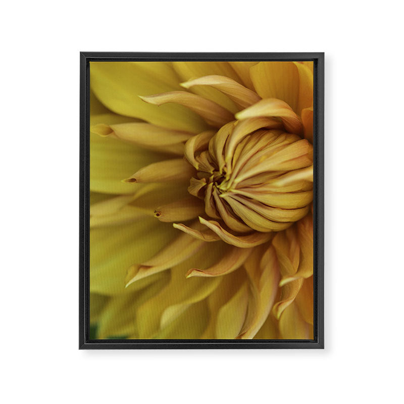 Sunny Disposition x Yellow Dahlia flower botanical photograph Framed Canvas Print Gallery Image 6