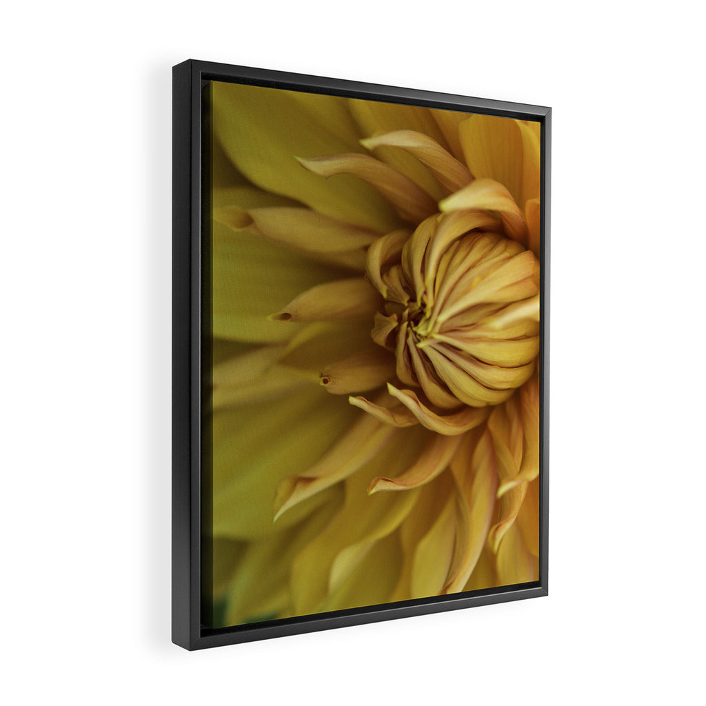 Sunny Disposition x Yellow Dahlia flower botanical photograph Framed Canvas Print Gallery Image 2