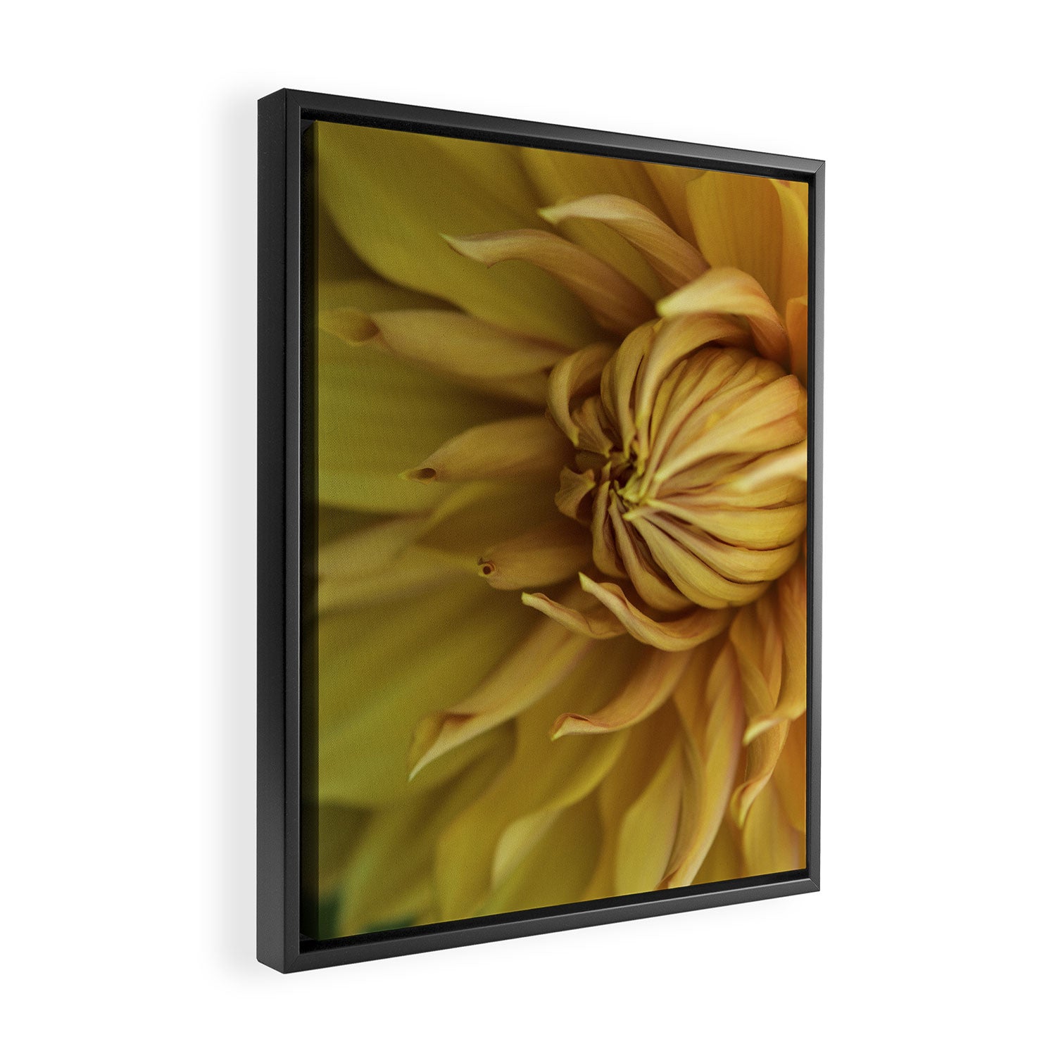 Sunny Disposition x Yellow Dahlia flower botanical photograph Framed Canvas Print Gallery Image 2