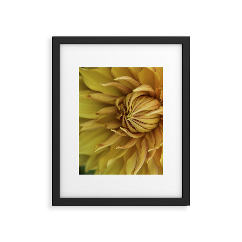 Sunny Disposition x Yellow Dahlia flower botanical photograph Framed Art Print Gallery Image 5
