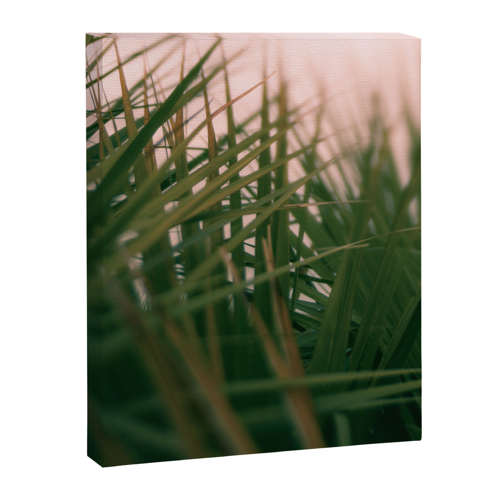 Sunset Palmettos Canvas Print Gallery Image 6