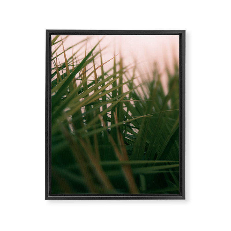 Sunset Palmettos Framed Canvas Print Gallery Image 6