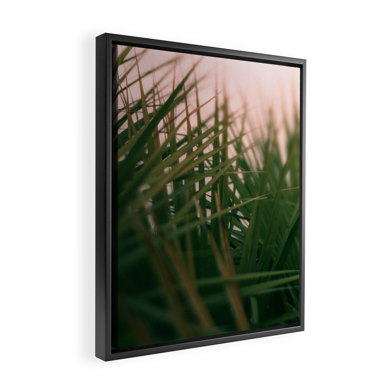 Sunset Palmettos Framed Canvas Print Gallery Image 2