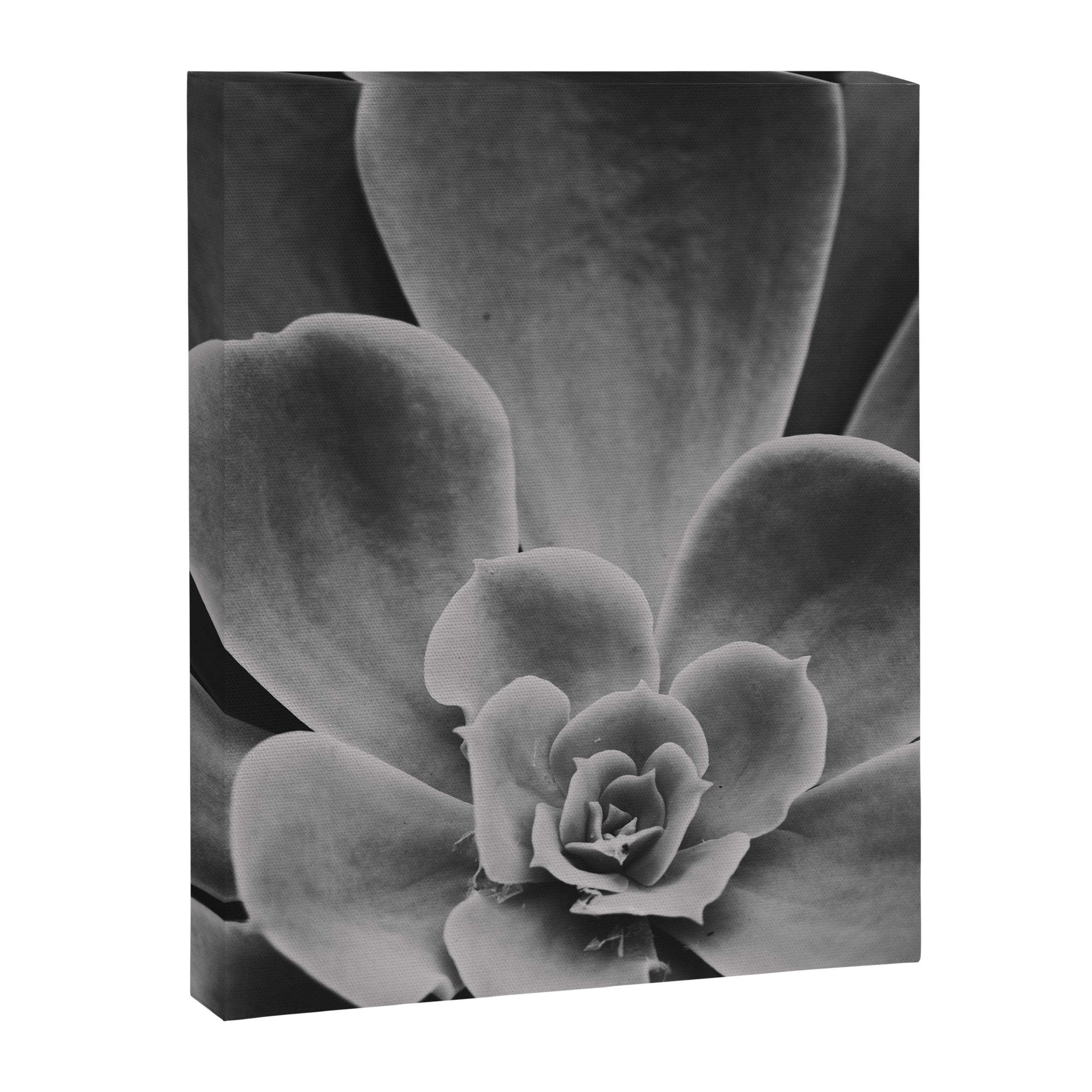 Symmetry - succulent black and white botanical Canvas Print Gallery Image 6