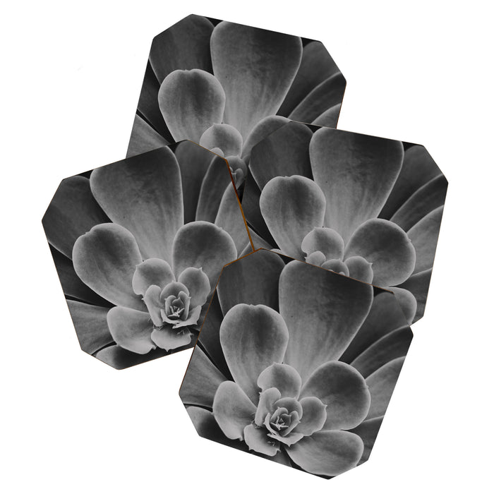 Symmetry - succulent black and white botanical Coaster Gallery Image 1