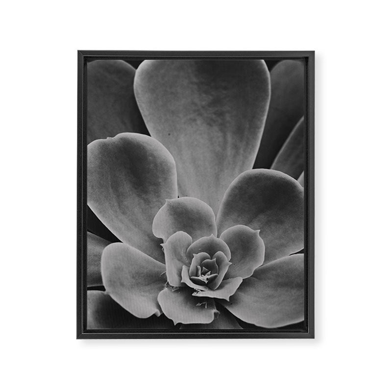 Symmetry - succulent black and white botanical Framed Canvas Print Gallery Image 6