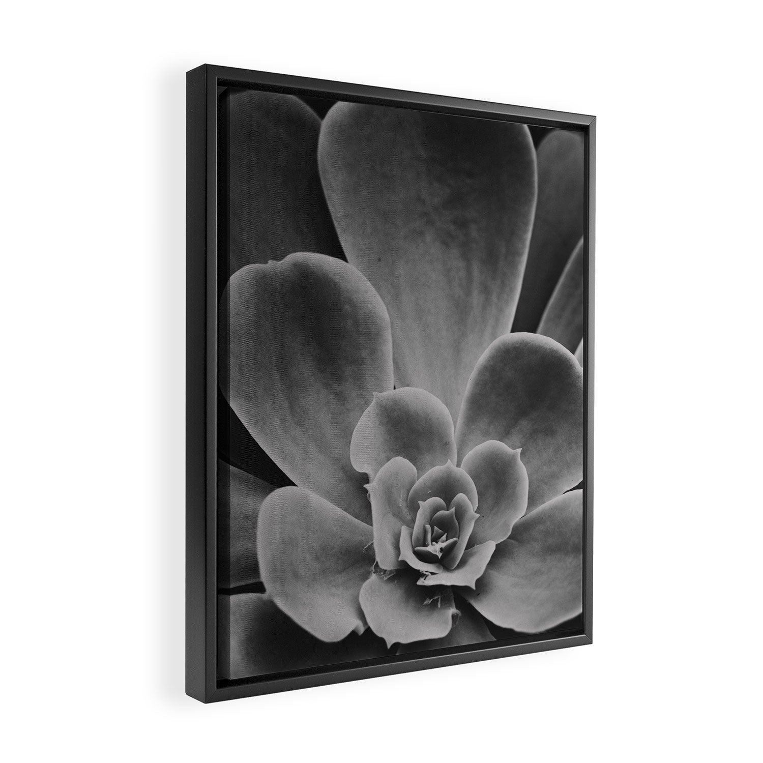 Symmetry - succulent black and white botanical Framed Canvas Print Gallery Image 2