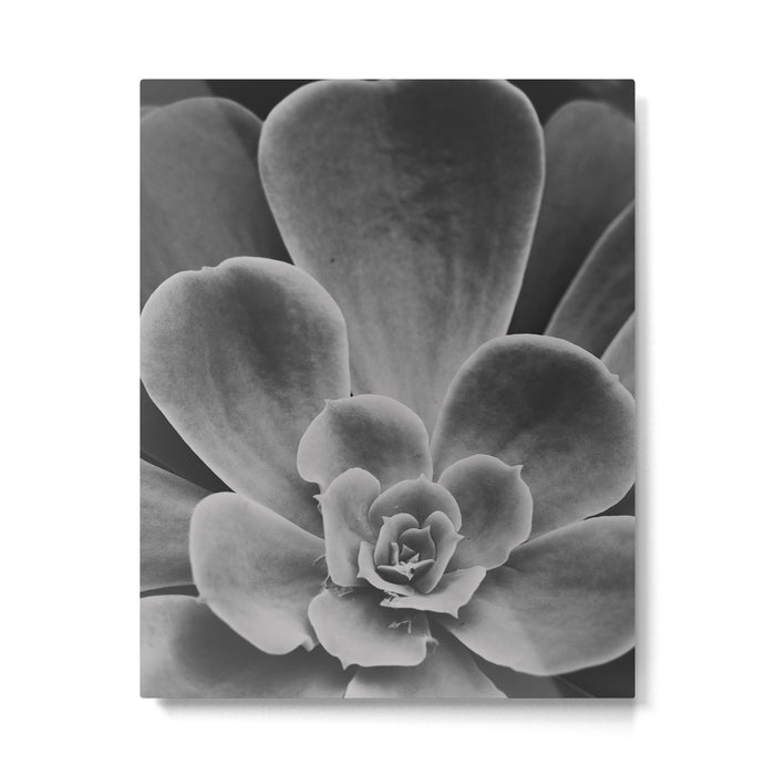 Symmetry - succulent black and white botanical Metal Print Gallery Image 1