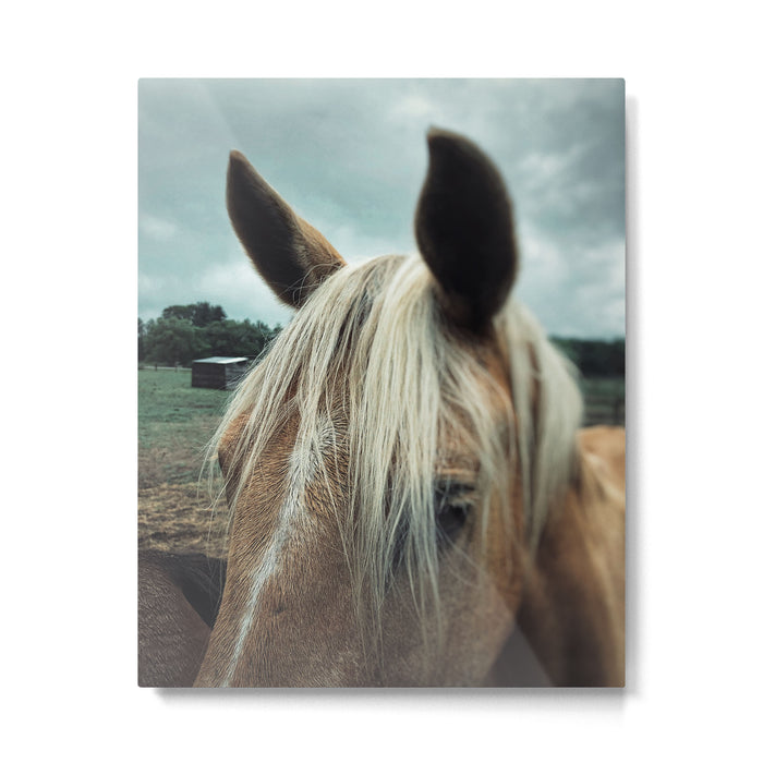 Talulah Metal Print Gallery Image 1