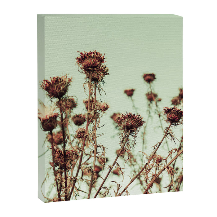 Thistle Canvas Print Gallery Image 1