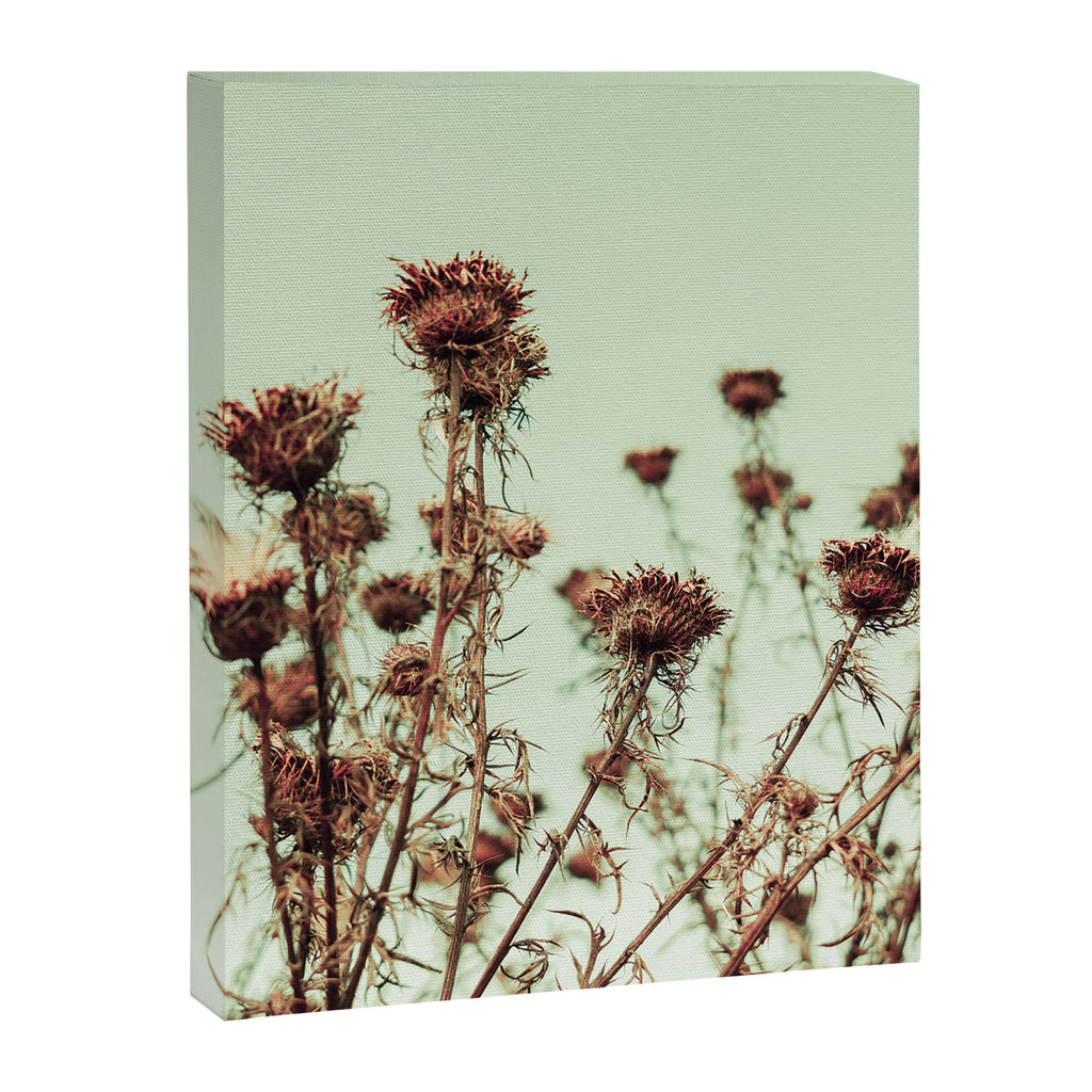 Thistle Canvas Print Gallery Image 6