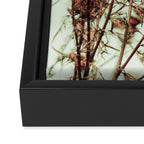 Thistle Framed Canvas Print Gallery Image 3