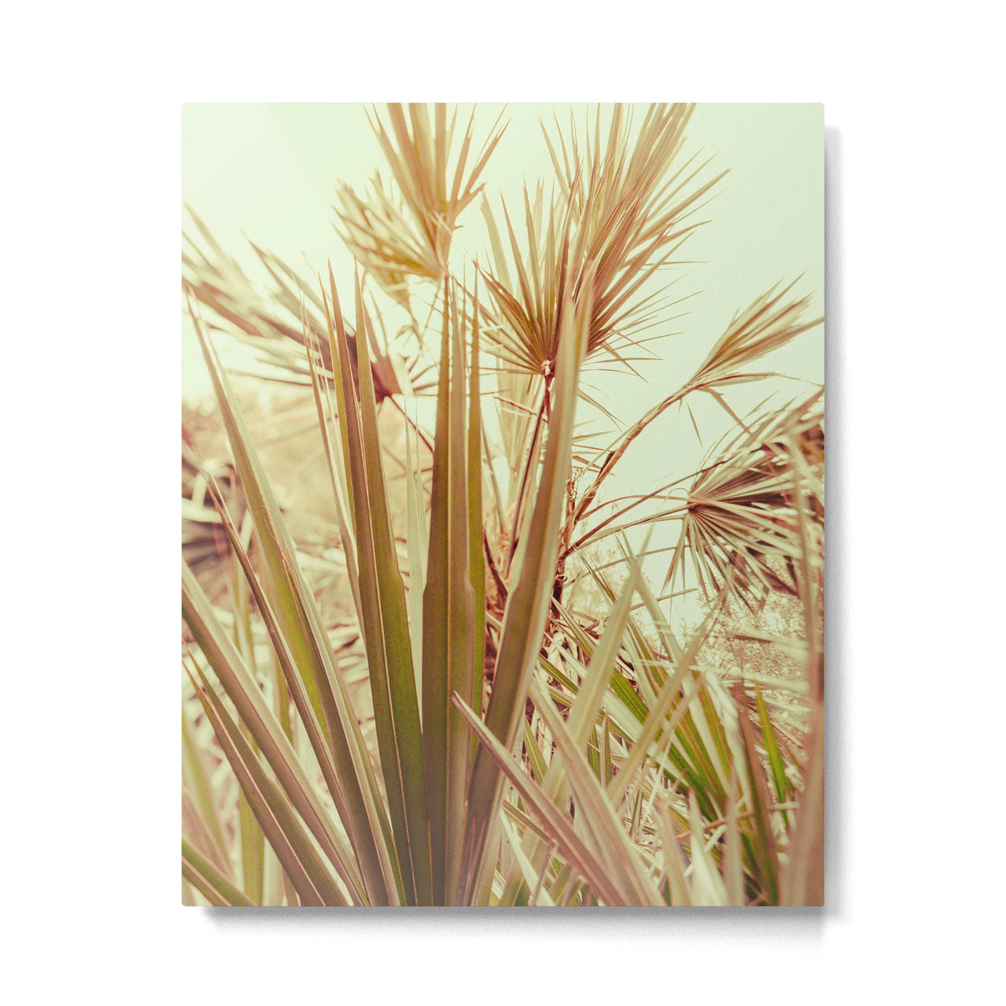 Tropical Morning Metal Print Gallery Image 4