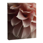 Unfolding - rose pink flower photograph dahlia botanical art print floral Canvas Print Gallery Image 6