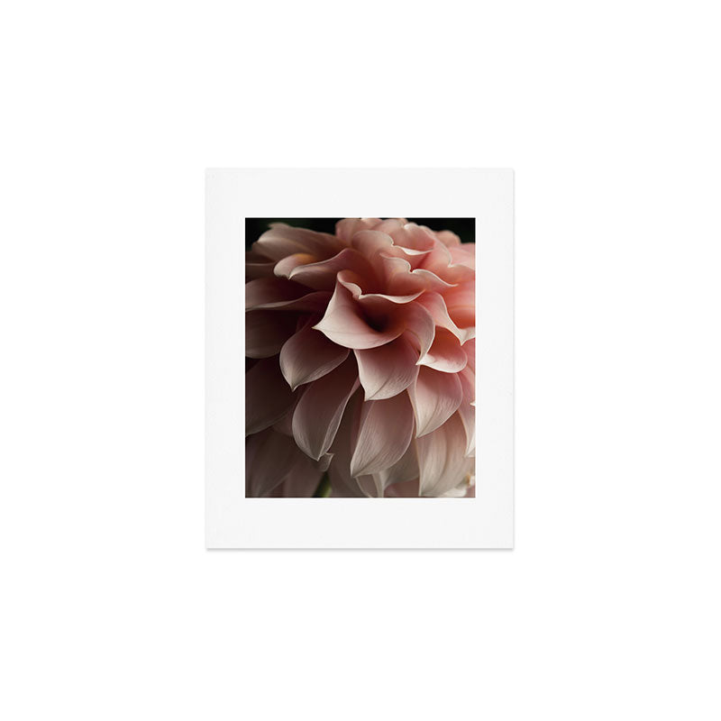 Unfolding - rose pink flower photograph dahlia botanical art print floral Art Print Gallery Image 1