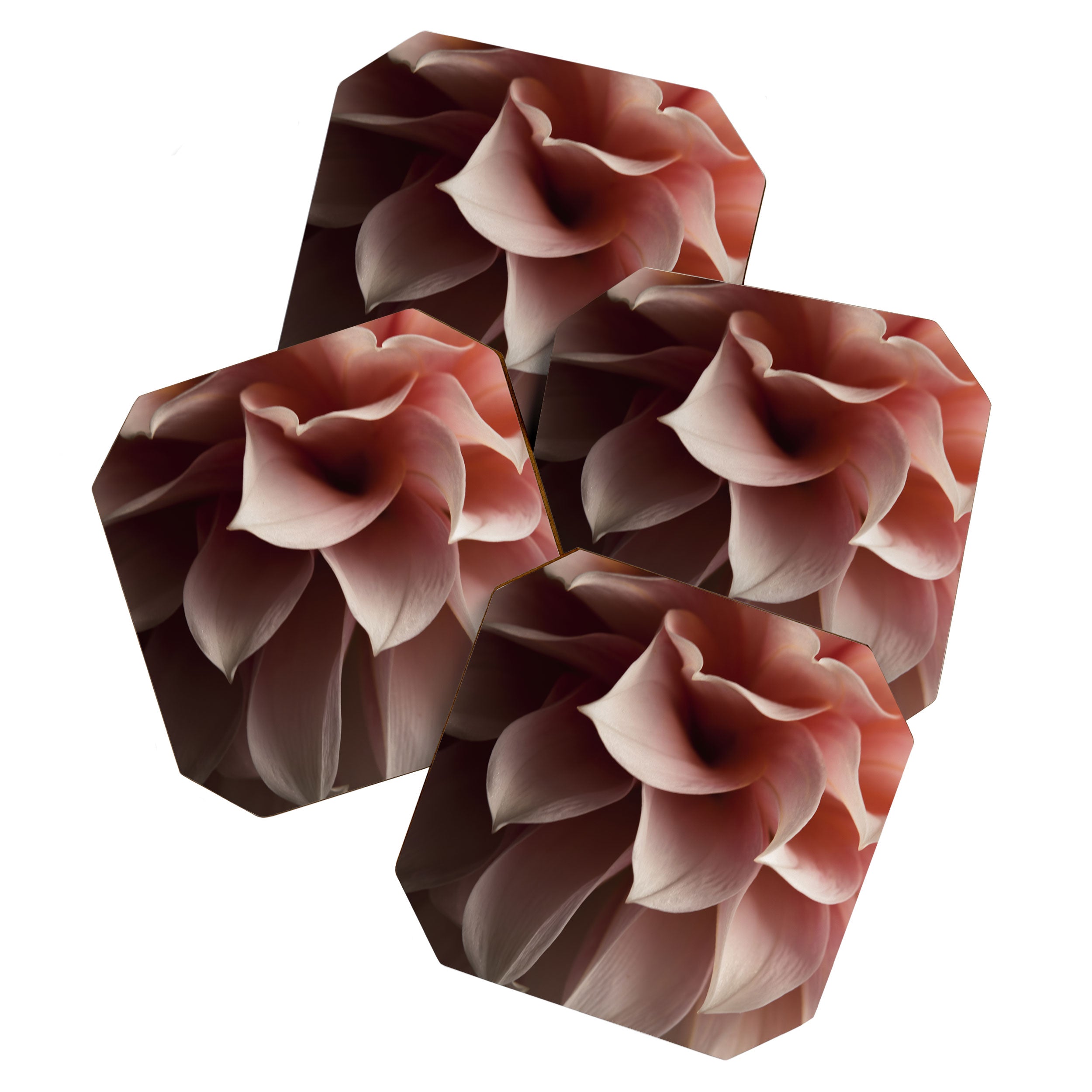 Unfolding - rose pink flower photograph dahlia botanical art print floral Coaster Gallery Image 1