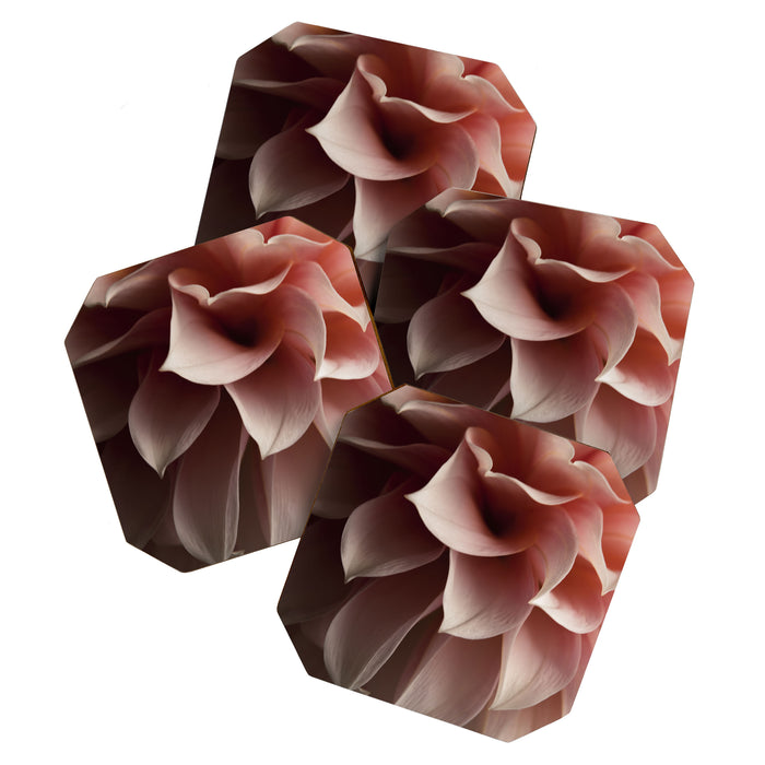 Unfolding - rose pink flower photograph dahlia botanical art print floral Coaster Gallery Image 1