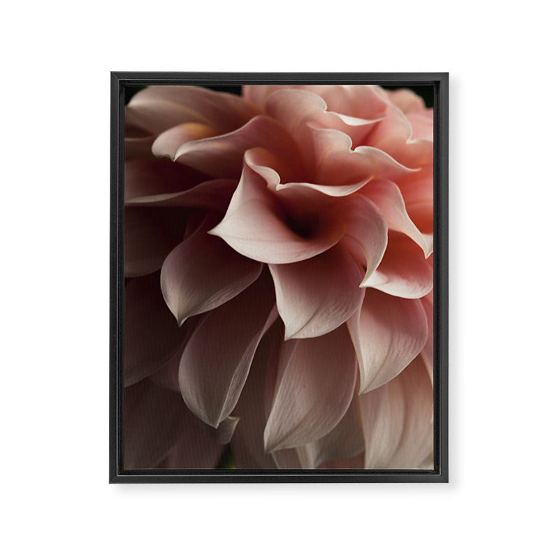 Unfolding - rose pink flower photograph dahlia botanical art print floral Framed Canvas Print Gallery Image 6