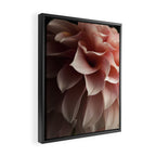 Unfolding - rose pink flower photograph dahlia botanical art print floral Framed Canvas Print Gallery Image 2
