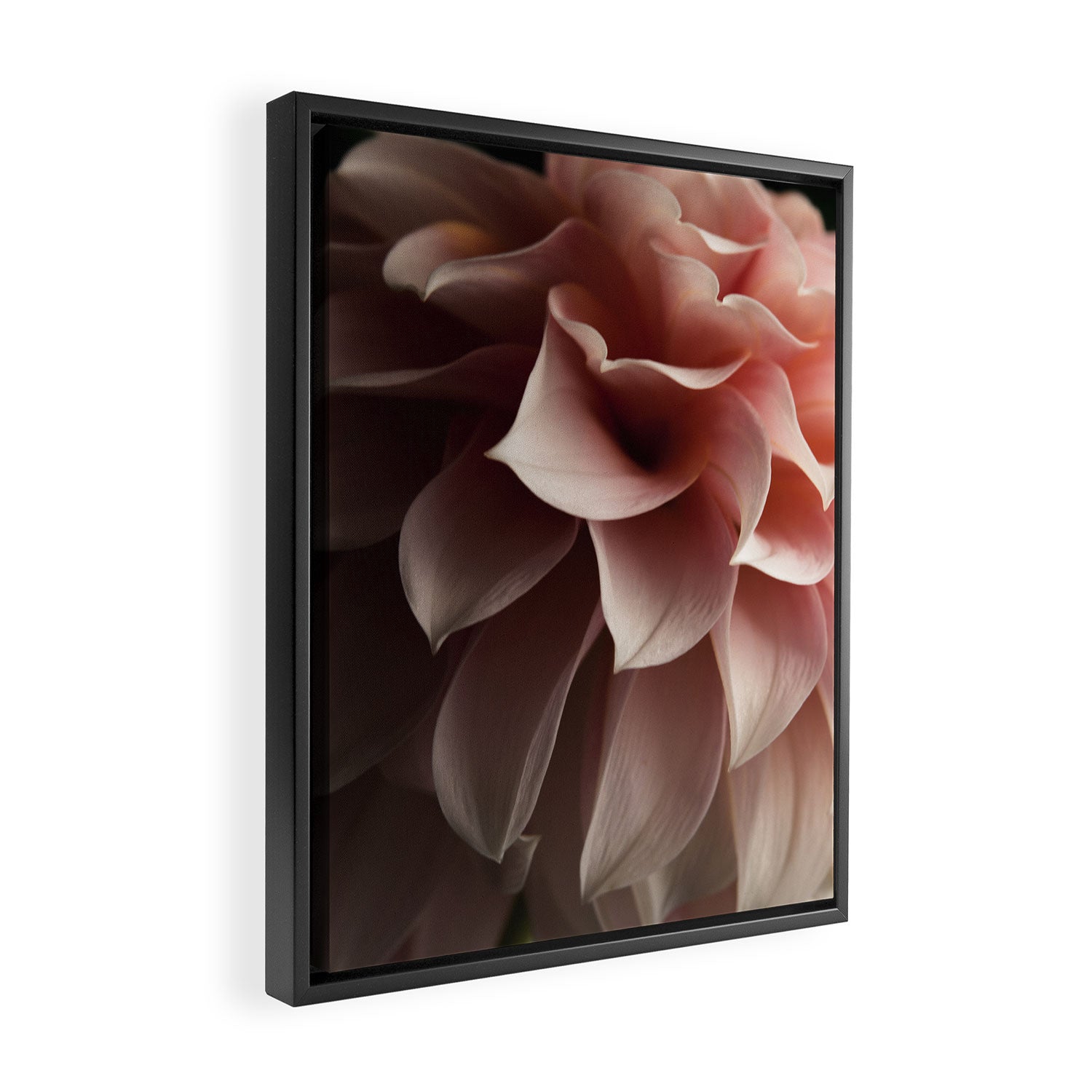 Unfolding - rose pink flower photograph dahlia botanical art print floral Framed Canvas Print Gallery Image 2