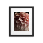 Unfolding - rose pink flower photograph dahlia botanical art print floral Framed Art Print Gallery Image 5
