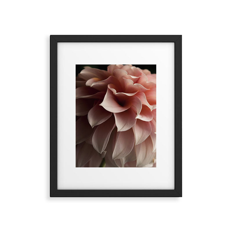 Unfolding - rose pink flower photograph dahlia botanical art print floral Framed Art Print Gallery Image 5